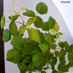 Rubus idaeus 'Polana'