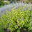 Caryopteris ×cland. HINT OF GOLD 'Lisaura' PBR
