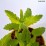 Caryopteris ×cland. HINT OF GOLD 'Lisaura' PBR