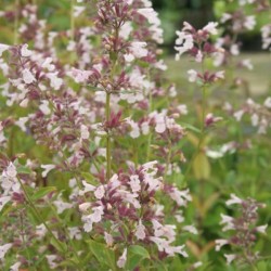 Nepeta grandiflora 'Dawn to...