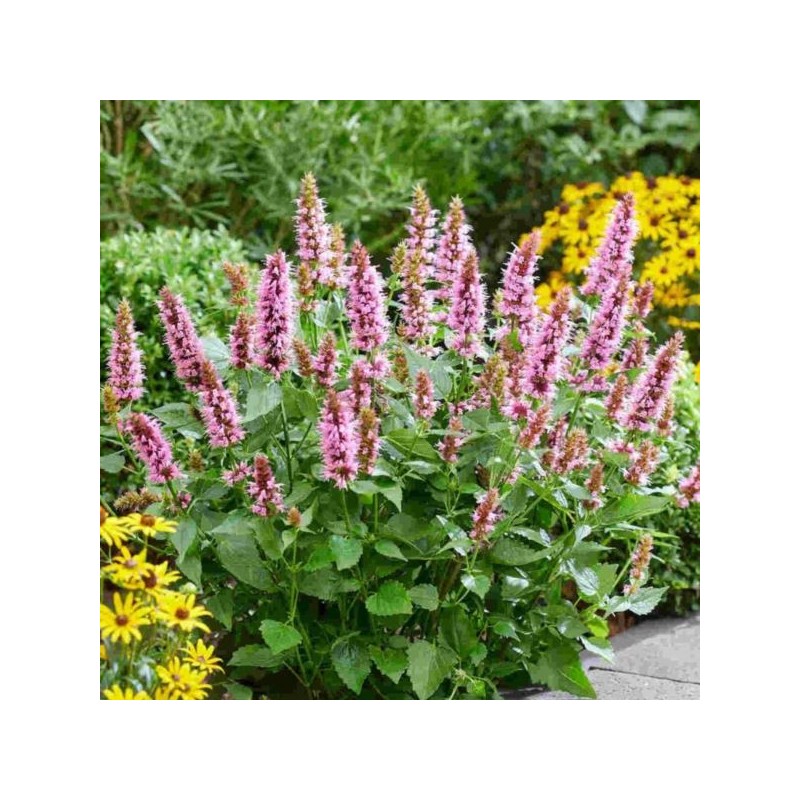 Agastache BEELICIOUS PINK 'Agapk'