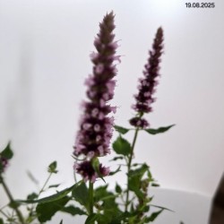 Agastache BEELICIOUS PINK 'Agapk'