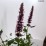 Agastache BEELICIOUS PINK 'Agapk'