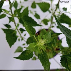 Agastache BEELICIOUS PINK 'Agapk'