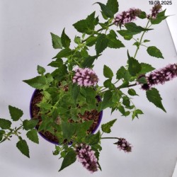 Agastache BEELICIOUS PINK 'Agapk'