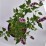 Agastache BEELICIOUS PINK 'Agapk'