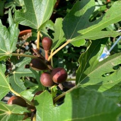 Ficus carica LITTLE MISS...
