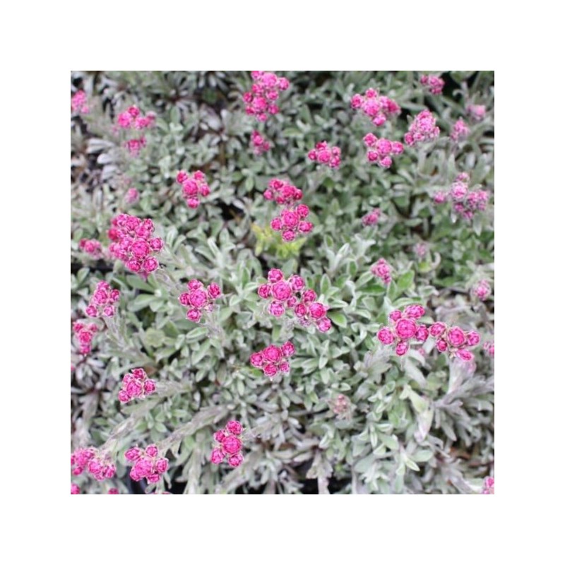 Antennaria dioica 'Alex Duguid'