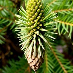 Sciadopitys verticillata