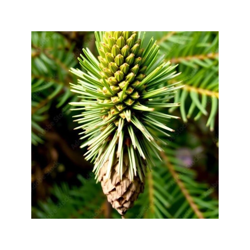 Sciadopitys verticillata