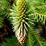 Sciadopitys verticillata