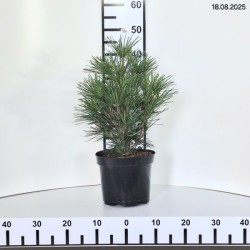 Sciadopitys verticillata