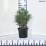 Sciadopitys verticillata