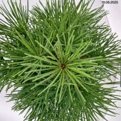 Sciadopitys verticillata