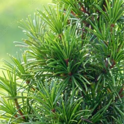 Sciadopitys verticillata