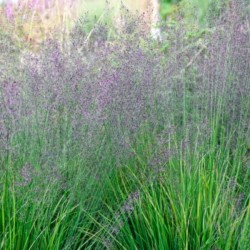 Molinia caerulea 'Banshee'