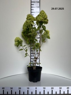 Hydrangea p. 'Limelight' PBR