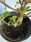 Hydrangea p. 'Limelight' PBR