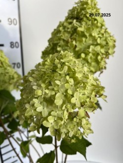 Hydrangea p. 'Limelight' PBR