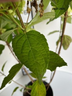 Hydrangea p. 'Limelight' PBR