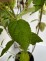 Hydrangea p. 'Limelight' PBR