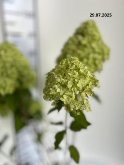 Hydrangea p. 'Limelight' PBR