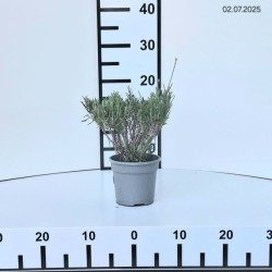 Lavandula angustifolia 'Munstead'