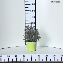 Picea asperata
