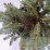 Picea asperata