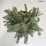 Picea asperata