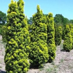Taxus baccata 'David'
