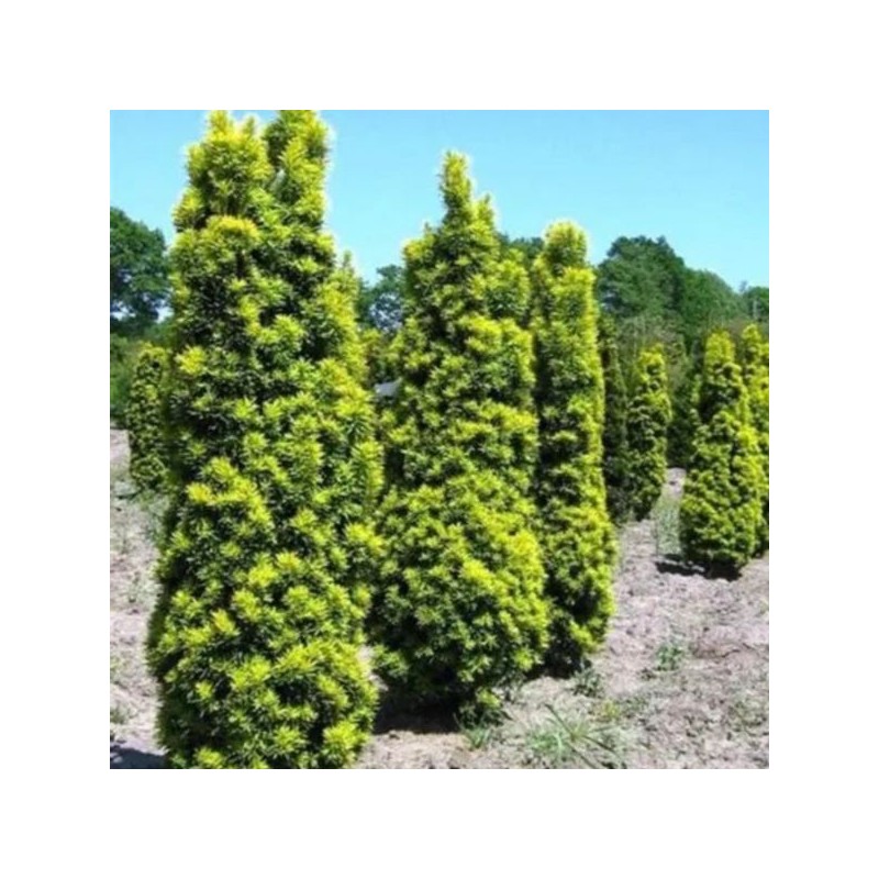 Taxus baccata 'David'