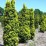 Taxus baccata 'David'