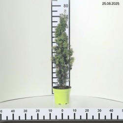 Taxus baccata 'David'