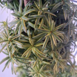 Taxus baccata 'David'