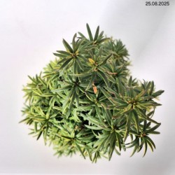 Taxus baccata 'David'