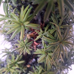 Taxus baccata 'David'