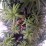Taxus baccata 'David'