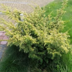 Taxus baccata 'Elegantissima'