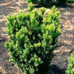Taxus ×media 'Hillii'
