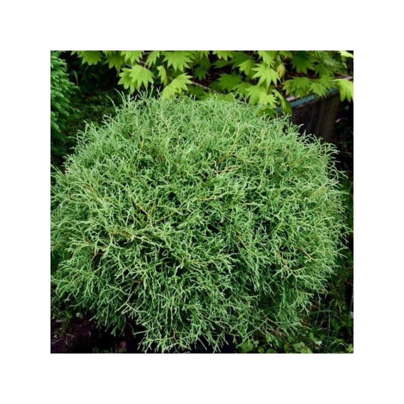 Thuja occidentalis 'Mr Bowling Ball'
