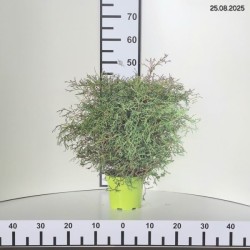 Thuja occidentalis 'Mr Bowling Ball'