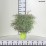 Thuja occidentalis 'Mr Bowling Ball'