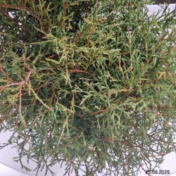 Thuja occidentalis 'Mr Bowling Ball'