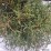 Thuja occidentalis 'Mr Bowling Ball'
