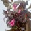 Weigela florida MINOR BLACK 'Verweig 3' PBR