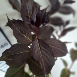 Weigela florida WINE & ROSES 'Alexandra' PBR