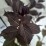 Weigela florida WINE & ROSES 'Alexandra' PBR