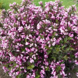 Weigela florida 'Nana...