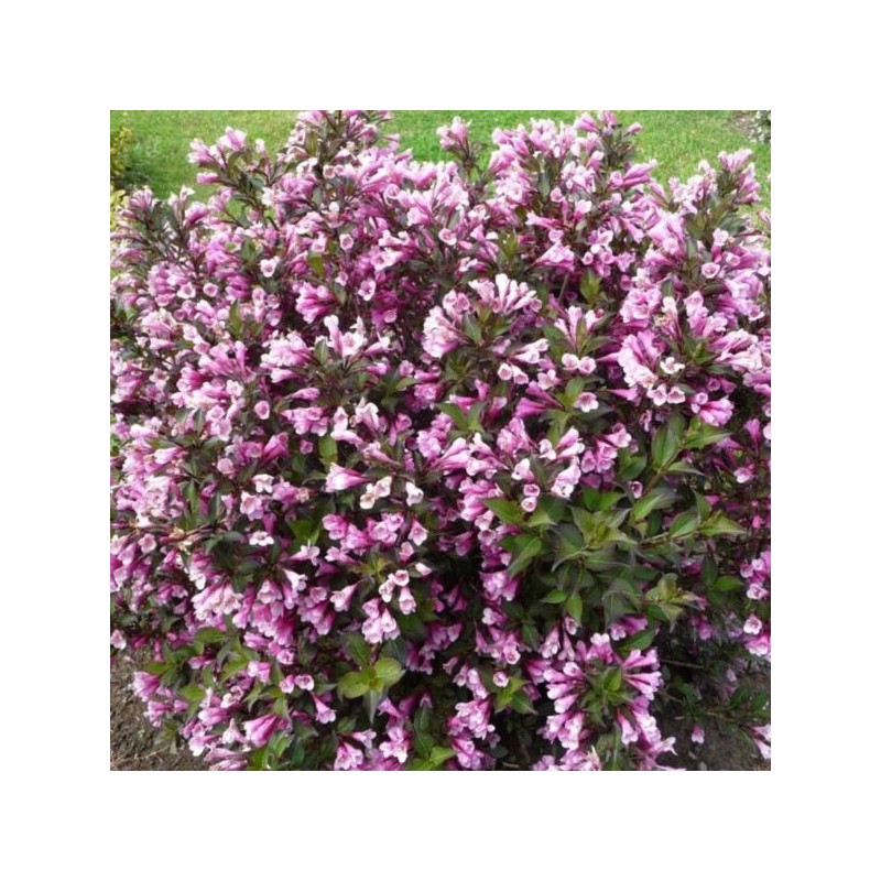 Weigela florida 'Nana Purpurea'